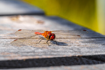 Red dragonflies, also known as Scarlet Percher dragonflies on a wooden background in Germany