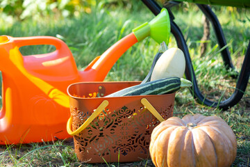 Harvesting vegetables in the garden, pumpkin, zucchini, tomatoes, carrots in a basket next to a watering can and a garden cart. Harvest festival, gifts of autumn, cultivation of eco-friendly products
