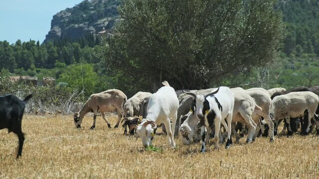 Reba&ntilde;o de cabras pasturando en un campo