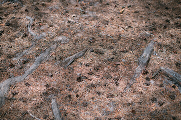 The ground with tree roots, fallen cones, pine needles in the sunlight.  Natural background