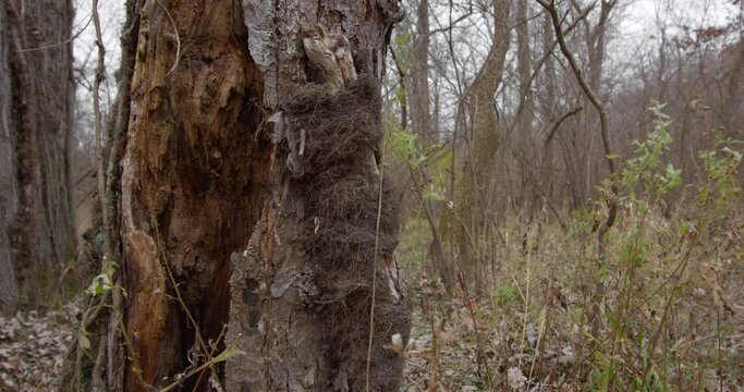 A slow horizontal camera pan of a hollow dead tree, late fall, 4k