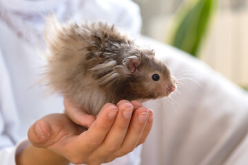 Funny fluffy curious Syrian hamster sitting in the arms of a child. Domestic tamed pet, manual,. Close-up, copy space