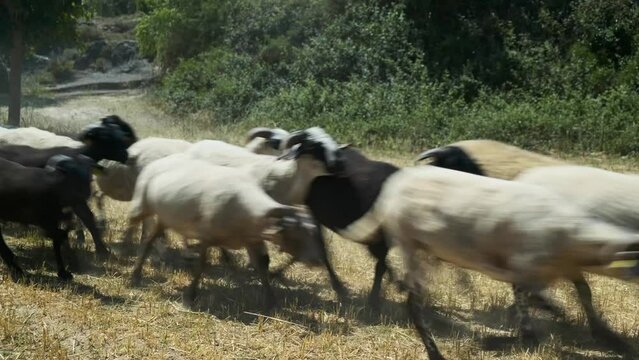 Reba&ntilde;o de cabras y ovejas corriendo por un campo