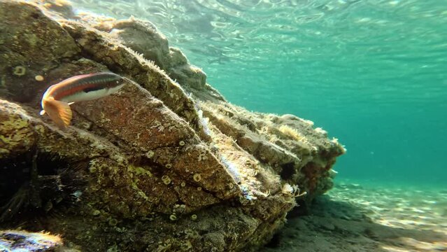 Sea damsel swims in the waters
