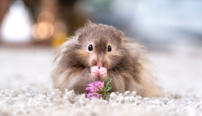 Funny fluffy Syrian hamster eats a green branch of clover, stuffs his cheeks. Food for a pet rodent, vitamins. Close-up