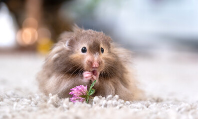 Funny fluffy Syrian hamster eats a green branch of clover, stuffs his cheeks. Food for a pet rodent, vitamins. Close-up