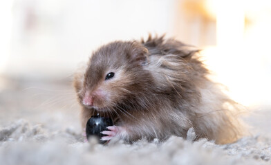 Funny fluffy Syrian hamster eats a a grape berry, stuffs his cheeks. Food for a pet rodent, vitamins. Close-up