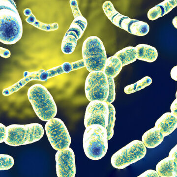 Rod-shaped bacteria, bacilli and cocci in the intestines. Microbiome. Microorganisms or microbes, non-nuclear prokaryotes, archaea. Bacteria are studied by science of bacteriology microbiology.
