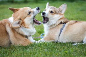  Two male corgi dogs are playing and fighting on the green grass. Close-up portrait of male corgi...