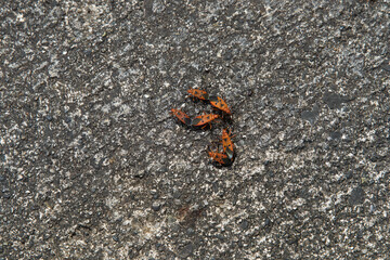 Small orange and black patterned insect