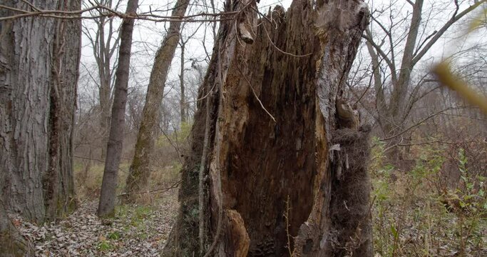 A slow vertical camera pan of a hollow dead trees, late fall, 4k