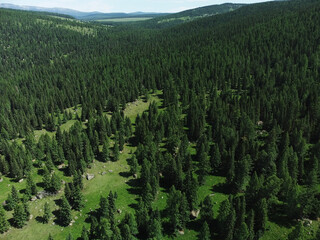 Aerial view of a green mountain landscape sprawling beautiful coniferous forest.