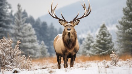 Naklejka na ściany i meble Elk in Winter: Majestic Cervid in Antlers