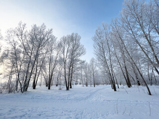 Obraz premium Panoramic view of the winter forest covered with frost.