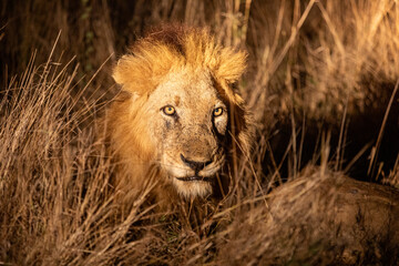 Wild Lion in South Africa, Sabi Sabi