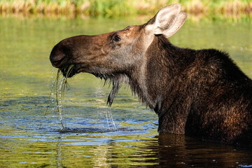 Moose Cow - Colorado
