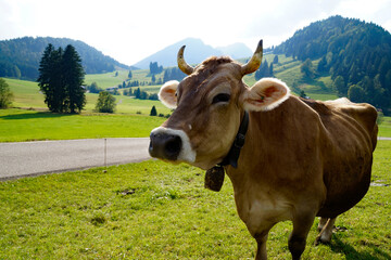 alpine landscape with a cow grazing in the Bavarian Alps on a sunny September day in the alpine...