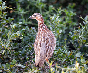 Copui Francolin the Savannah, South Africa