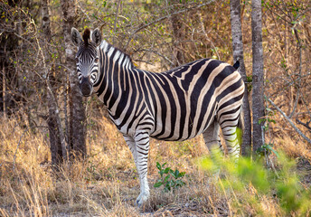 Zebra in South Africa, Sabi Sabi