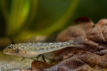 wild monkey goby in camouflage color relax on oak leaf litter, Southern Bug river endemic freshwater domesticated fish, highly adaptable and dangerous species, low light blurred sand bottom background