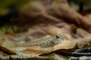 wild caught monkey goby in camouflage color relax on sand bottom, Southern Bug river endemic freshwater domesticated fish, highly adaptable and dangerous species, oak leaf litter blurred background