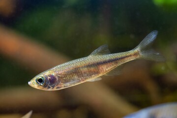 sunbleak shine silver side and swim in biotope aquarium, dwarf freshwater fish, highly adaptable...