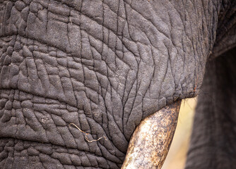 Elephant Portrait, 