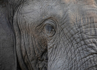 Fototapeta premium Elephant Portrait, 