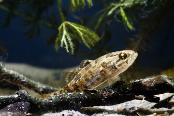 Chinese sleeper, juvenile freshwater fish species in camouflage coloration on driftwood, dangerous...