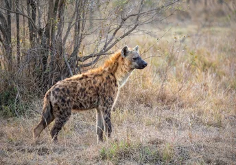 Schilderijen op glas spotted hyena in the savannah © Vollverglasung