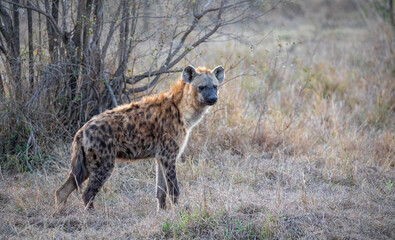 spotted hyena in the savannah