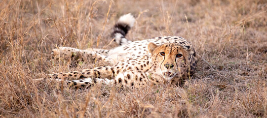 Cheetah in the Savannah, South Africa