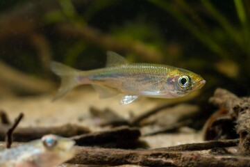 sunbleak at front glass in biotope aquarium, dwarf freshwater fish shine silver side, highly...