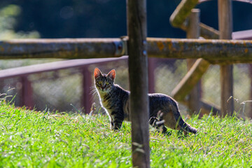 Street cat looking at camera