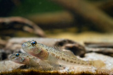 wild monkey goby in camouflage color relax on sand bottom, Southern Bug river endemic freshwater domesticated fish, highly adaptable and dangerous rare species, low light blurred hardscape background