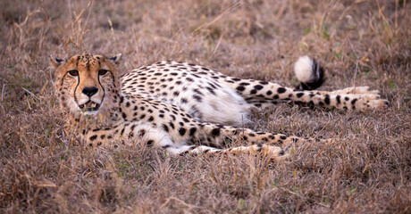 Cheetah in the Savannah, South Africa