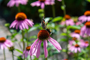 Close up of bumble bee and red admiral butterfly on top of red colored flowerhead of Echinacea purpurea, purple coneflower or hedgehog coneflower with pink florets and out of focus background