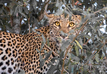 Leopard in the Tree, South Africa