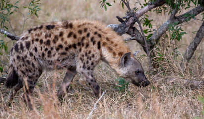 spotted hyena in the savannah