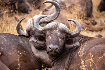 Buffalo in the Savannah, South Africa