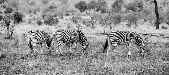 Fototapeta na wymiar Zebra in South Africa, Sabi Sabi