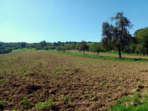 Gepfl&uuml;gter Acker mit einzelnen B&auml;umen in einer leicht h&uuml;geligen Agrarlandschaft bei Siersburg im Landkreis Saarlouis, Saarland.
