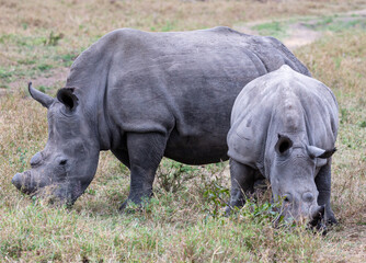 Obraz premium rhino in the wild