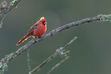 Male Red Cardinal on a Branch