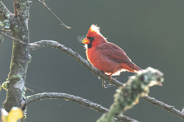 Male Red Cardinal on a Branch