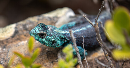 tree agama, Western Cape, South Africa