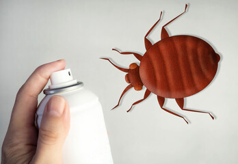 Aerosol against bedbugs. Spray for pest and insect control. Cimex lectularius is a species of...