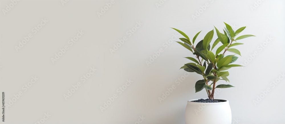 Wall mural White potted plant