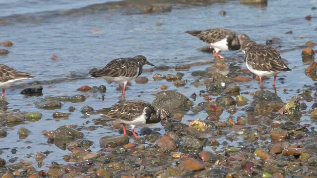 Turnstones (Arenaria interpres) arguing over food on a pebble beach. October, Kent, UK [Slow motion x4]