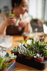 Different succulents on wooden table near blurred florist working in floral shop